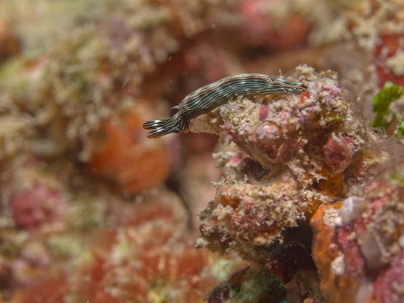 Nudibranch, Air Wall